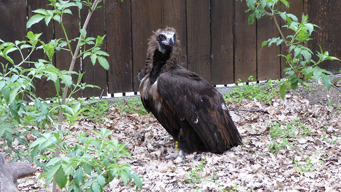 Vultur pleșuv negru